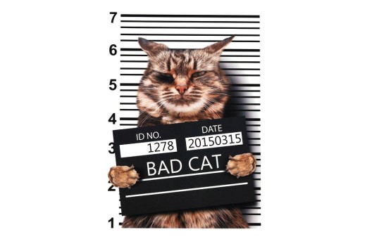 Термонаклейка, Котик Bad Cat, 20х14 см